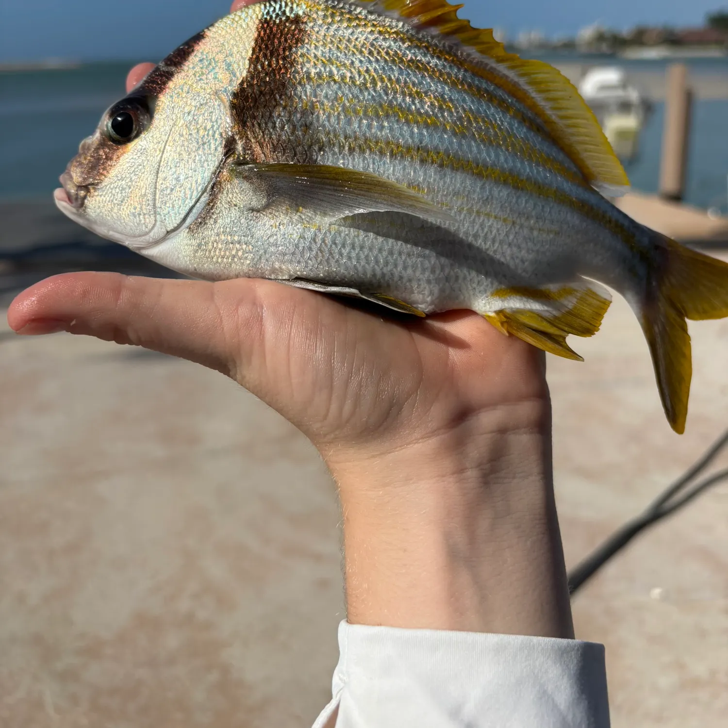 The most recent Atlantic porkfish catches on Fishbrain