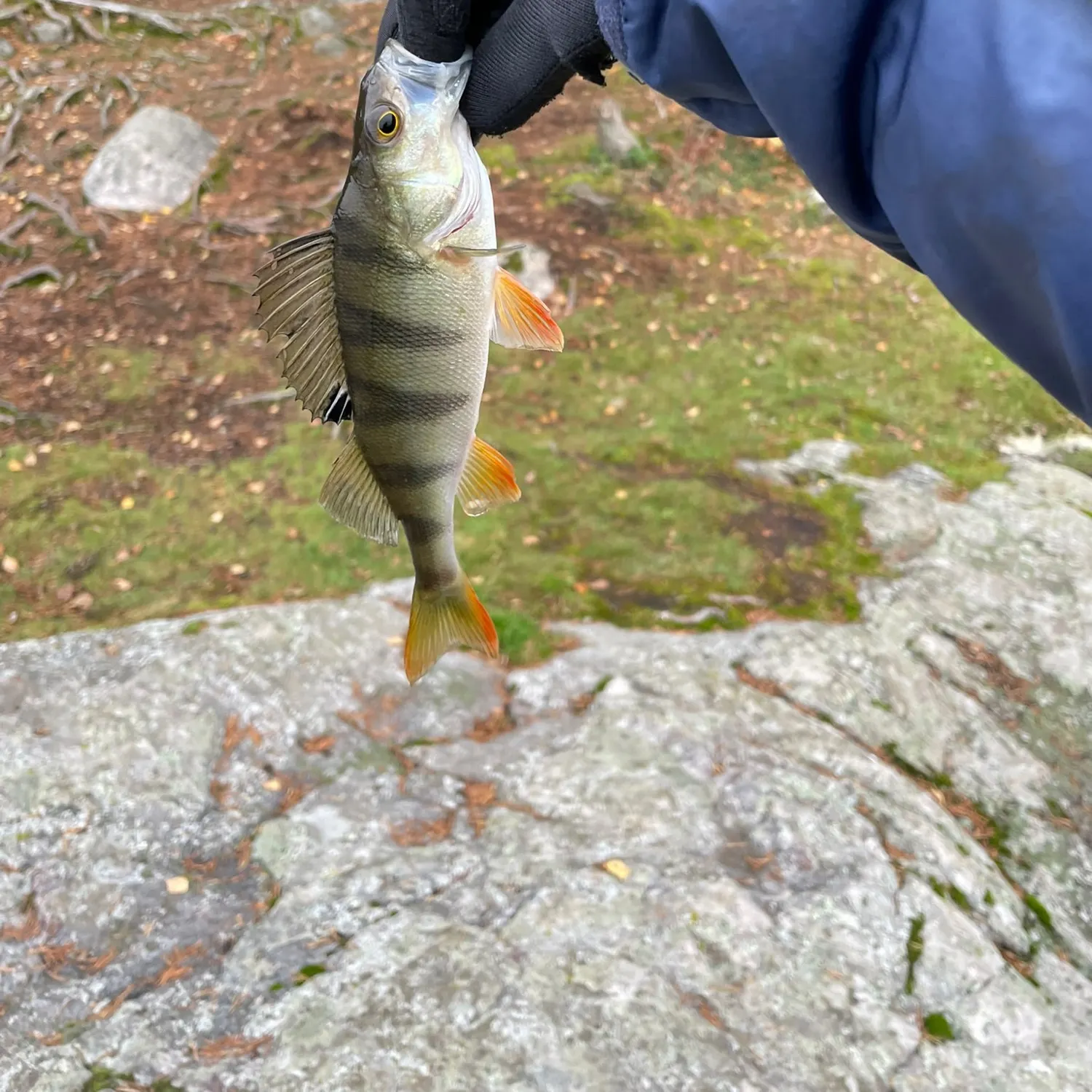 European perch caught on Fishbrain