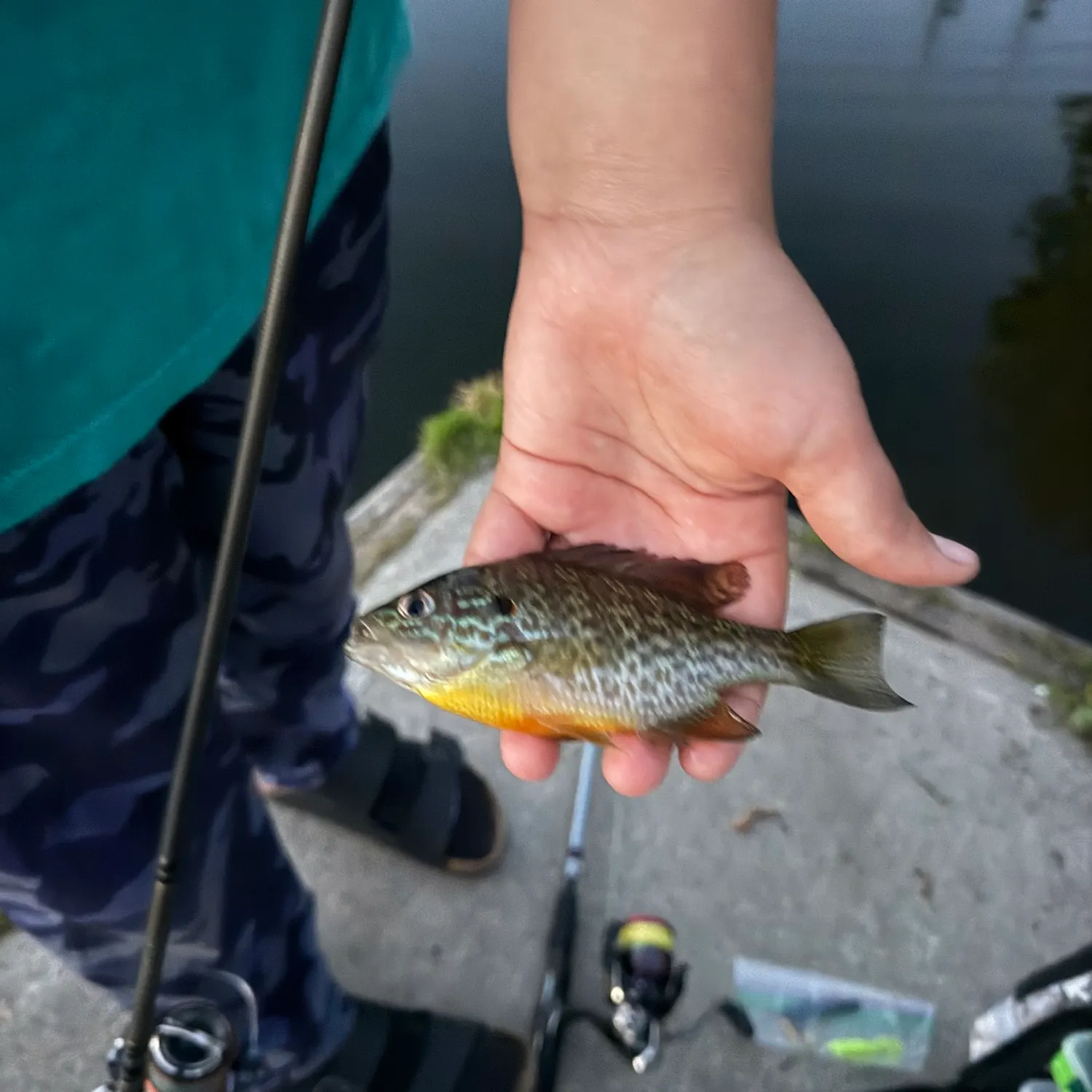 Pumpkinseed caught on Fishbrain
