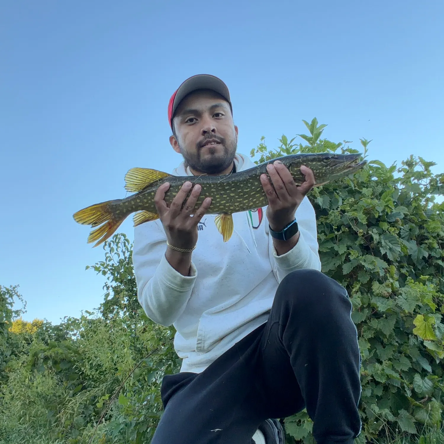 Northern pike caught on Fishbrain