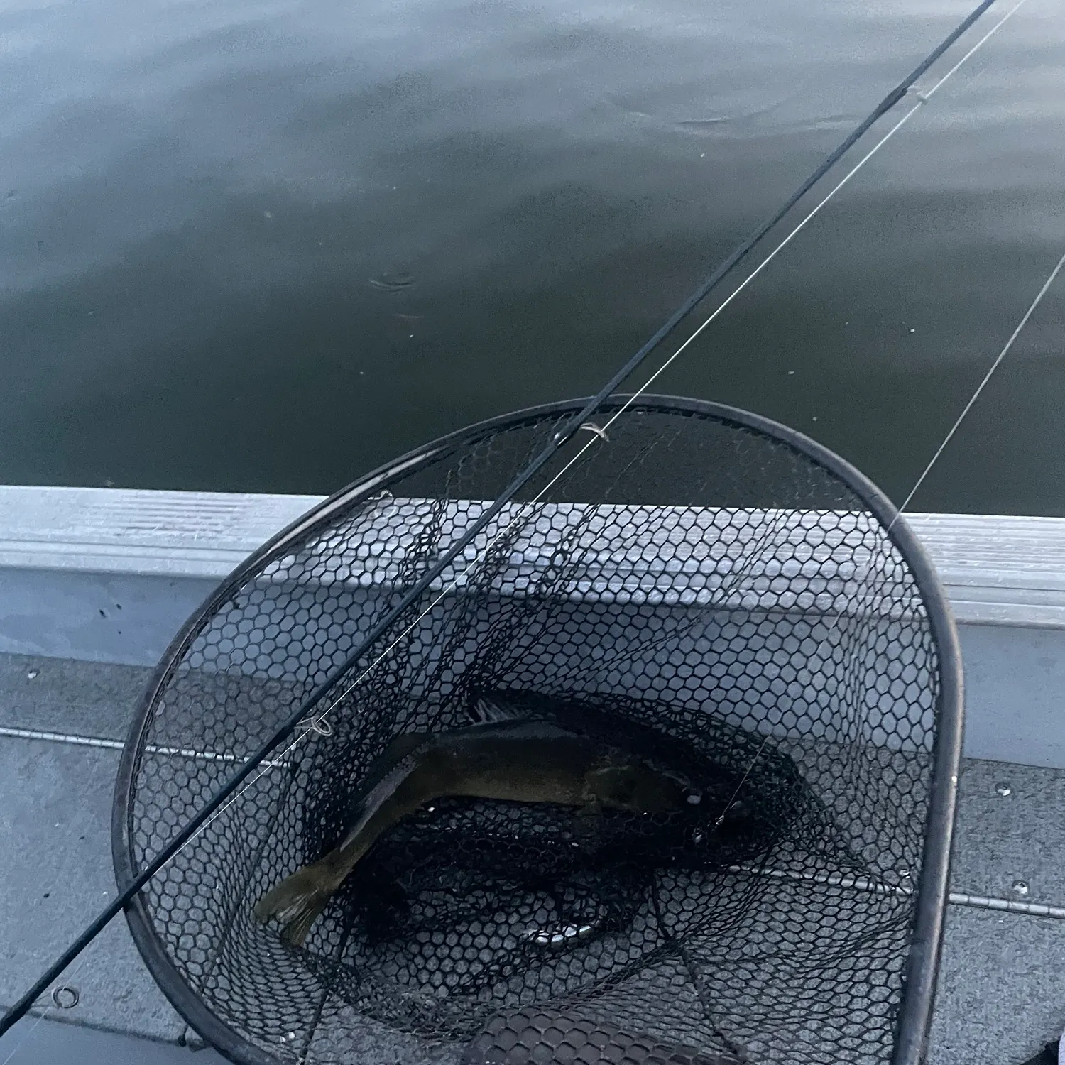 Walleye caught on Fishbrain