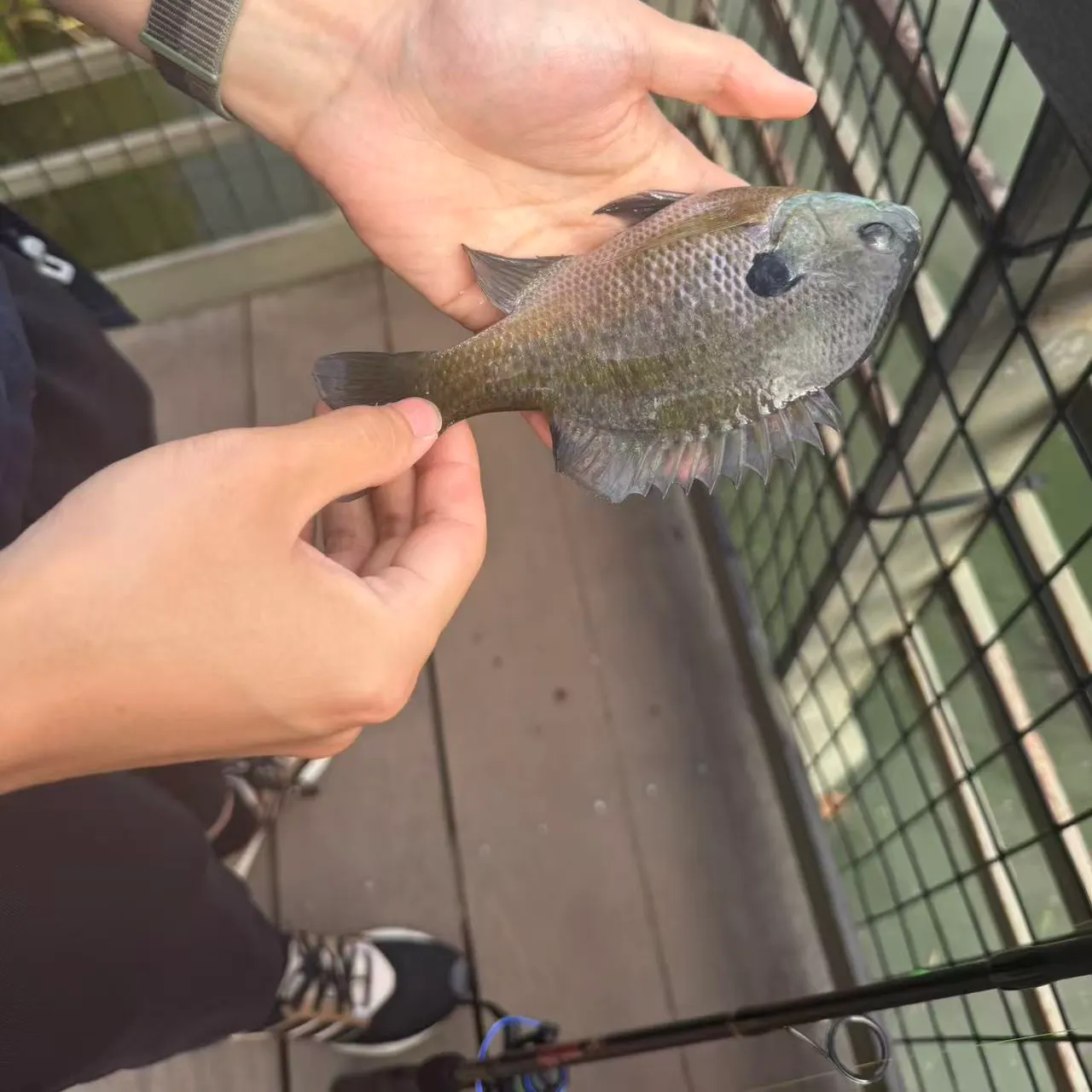 Bluegill caught on Fishbrain
