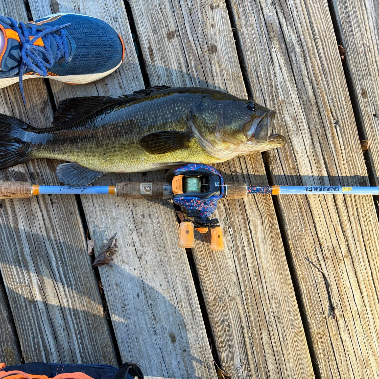 Largemouth bass caught on Fishbrain
