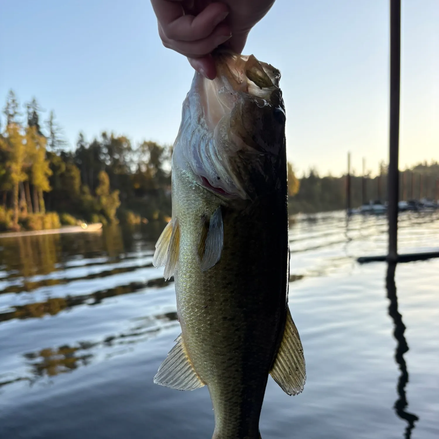 Smallmouth bass caught on Fishbrain