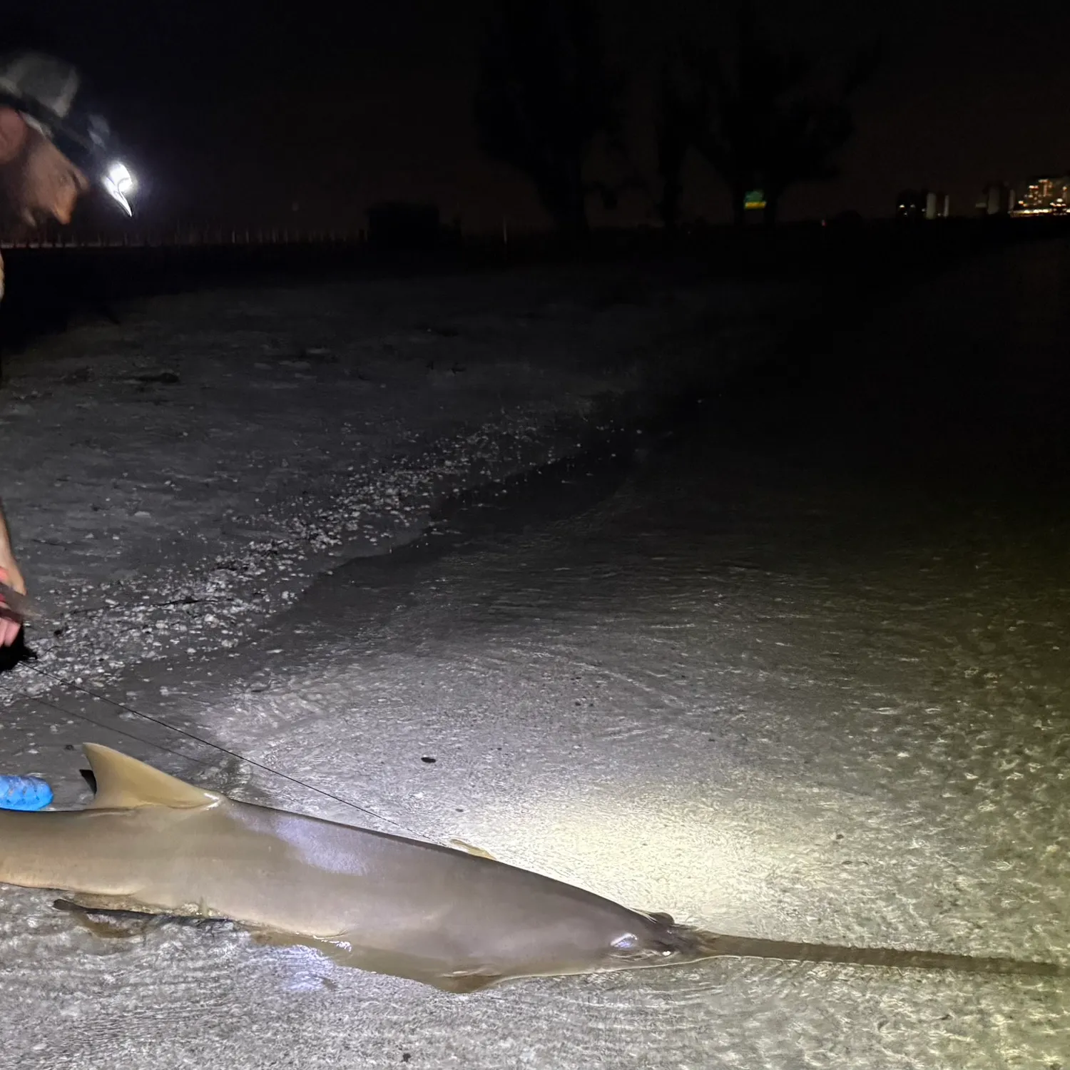 The most recent Smalltooth sawfish catches on Fishbrain
