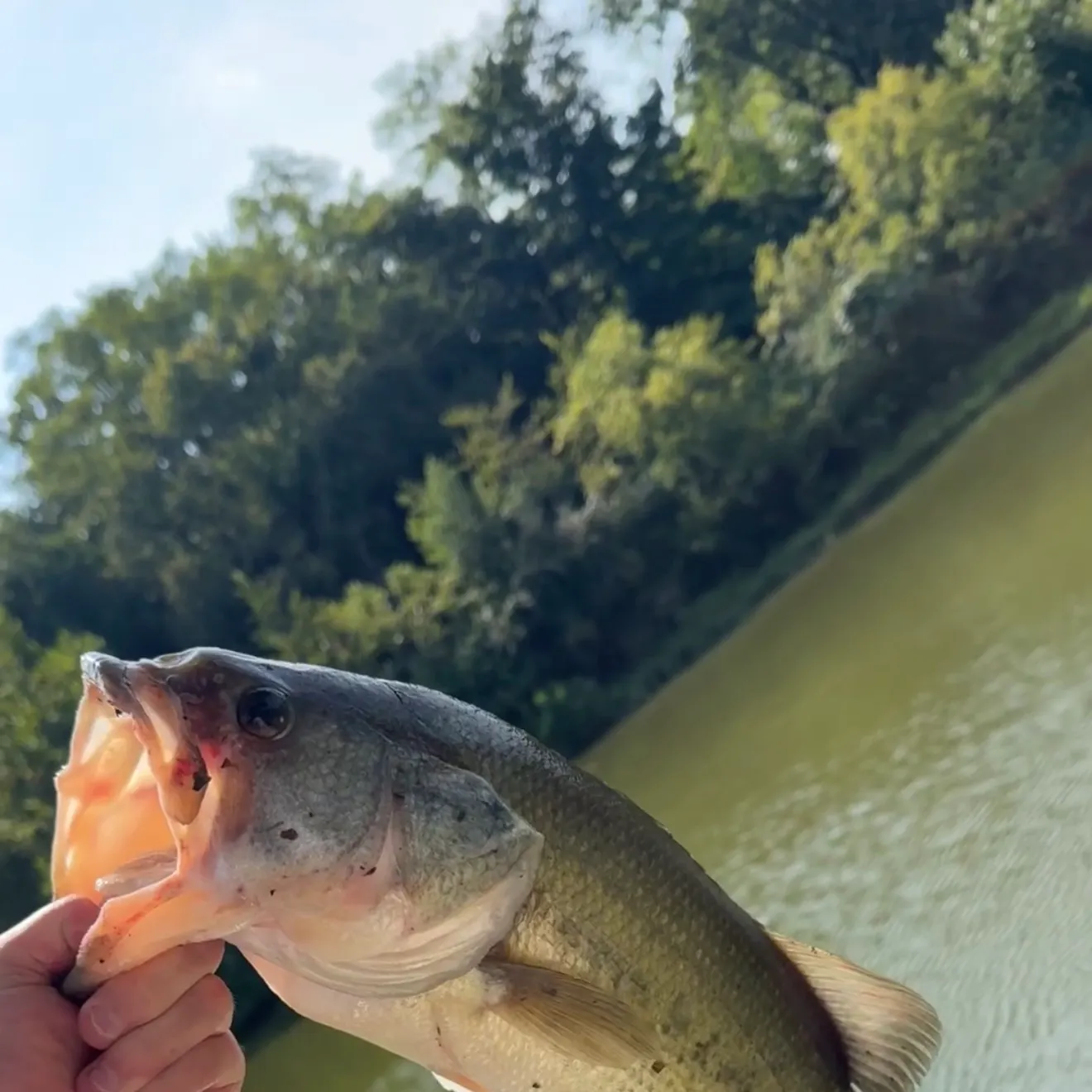 Largemouth bass caught on Fishbrain