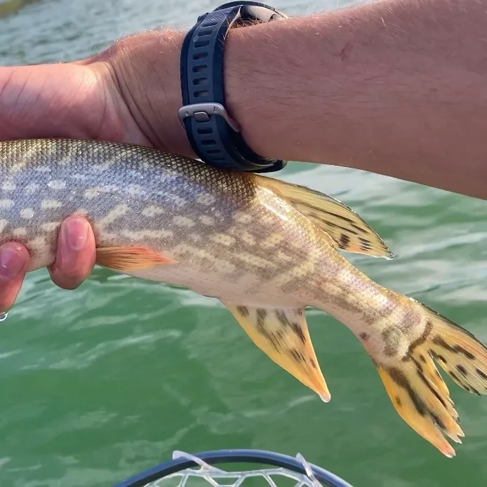 Northern pike caught on Fishbrain