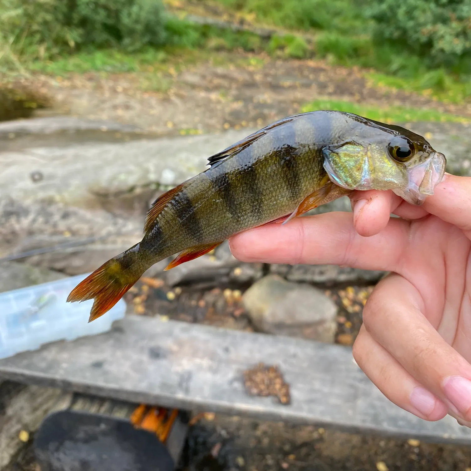 European perch caught on Fishbrain