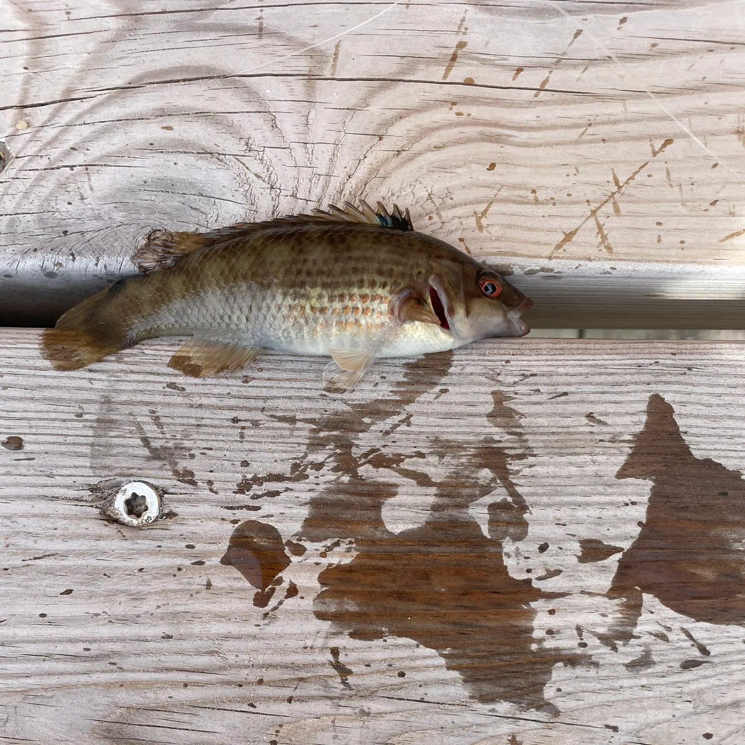 The most recent Goldsinny-wrasse catches on Fishbrain