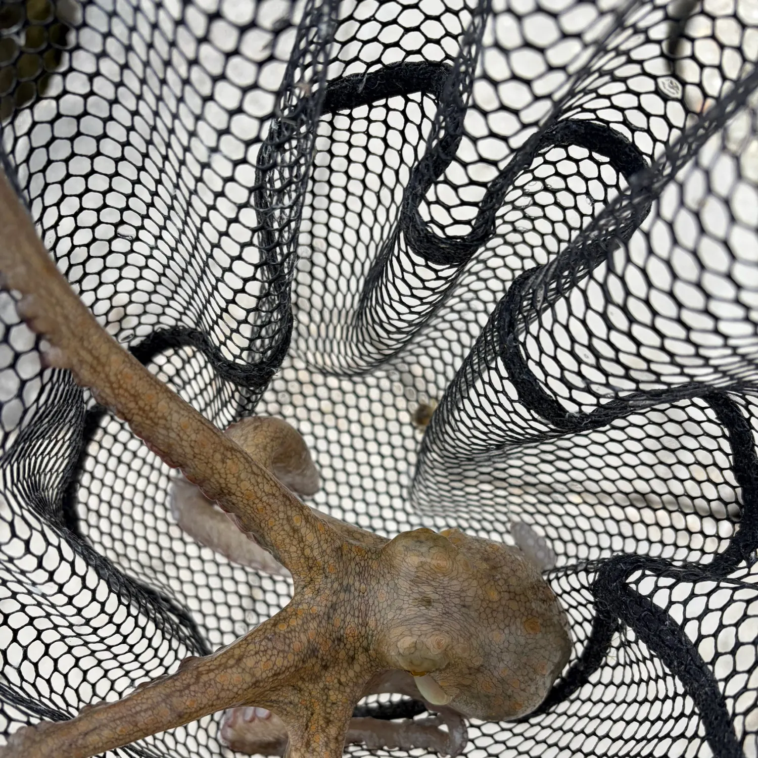 The most recent Common octopus catches on Fishbrain