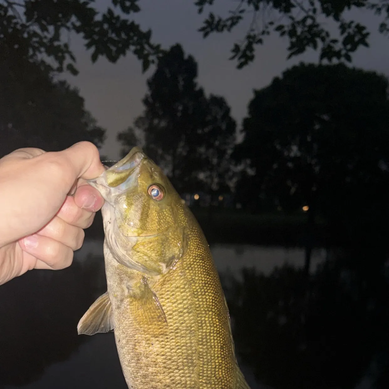 Smallmouth bass caught on Fishbrain
