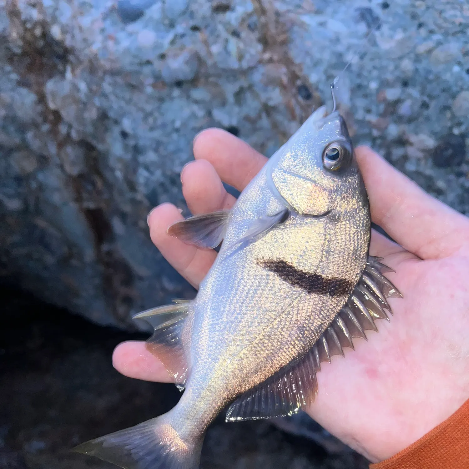 The most recent Sargo catches on Fishbrain