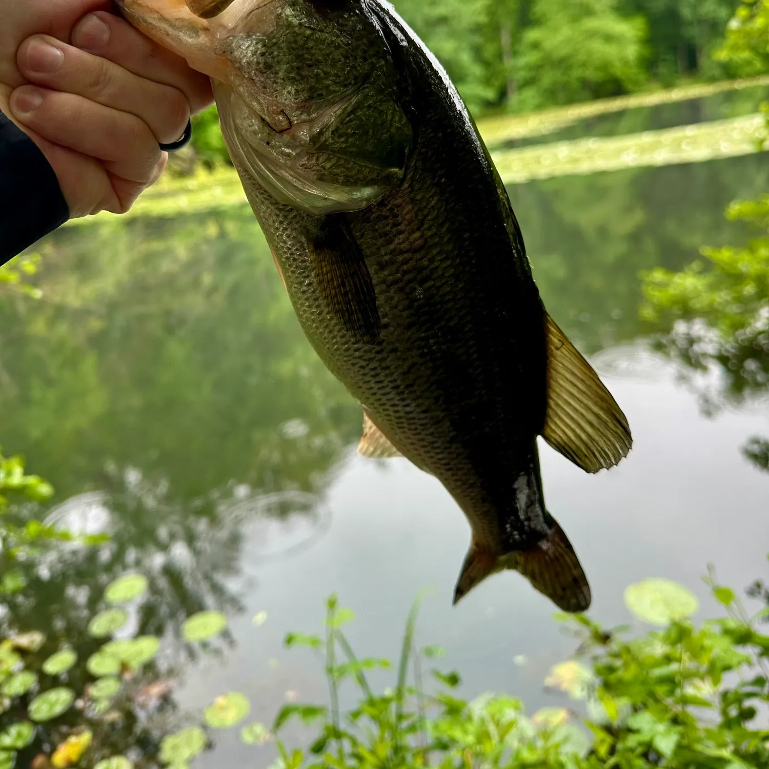 Largemouth bass caught on Fishbrain