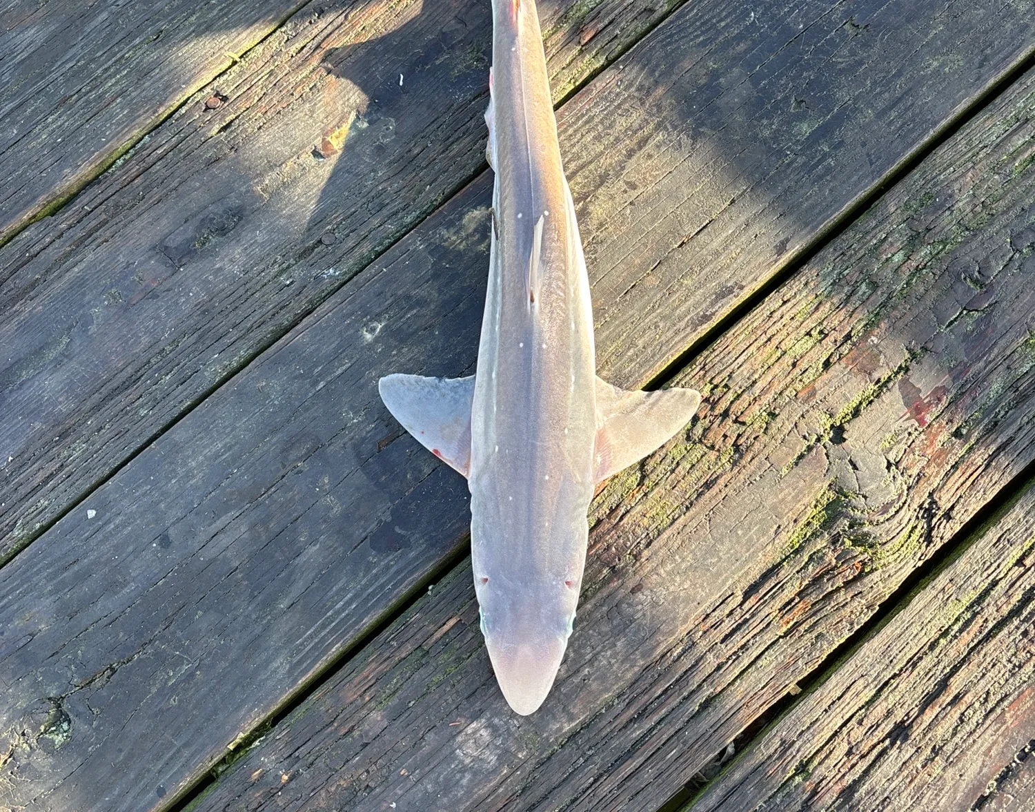 Piked dogfish