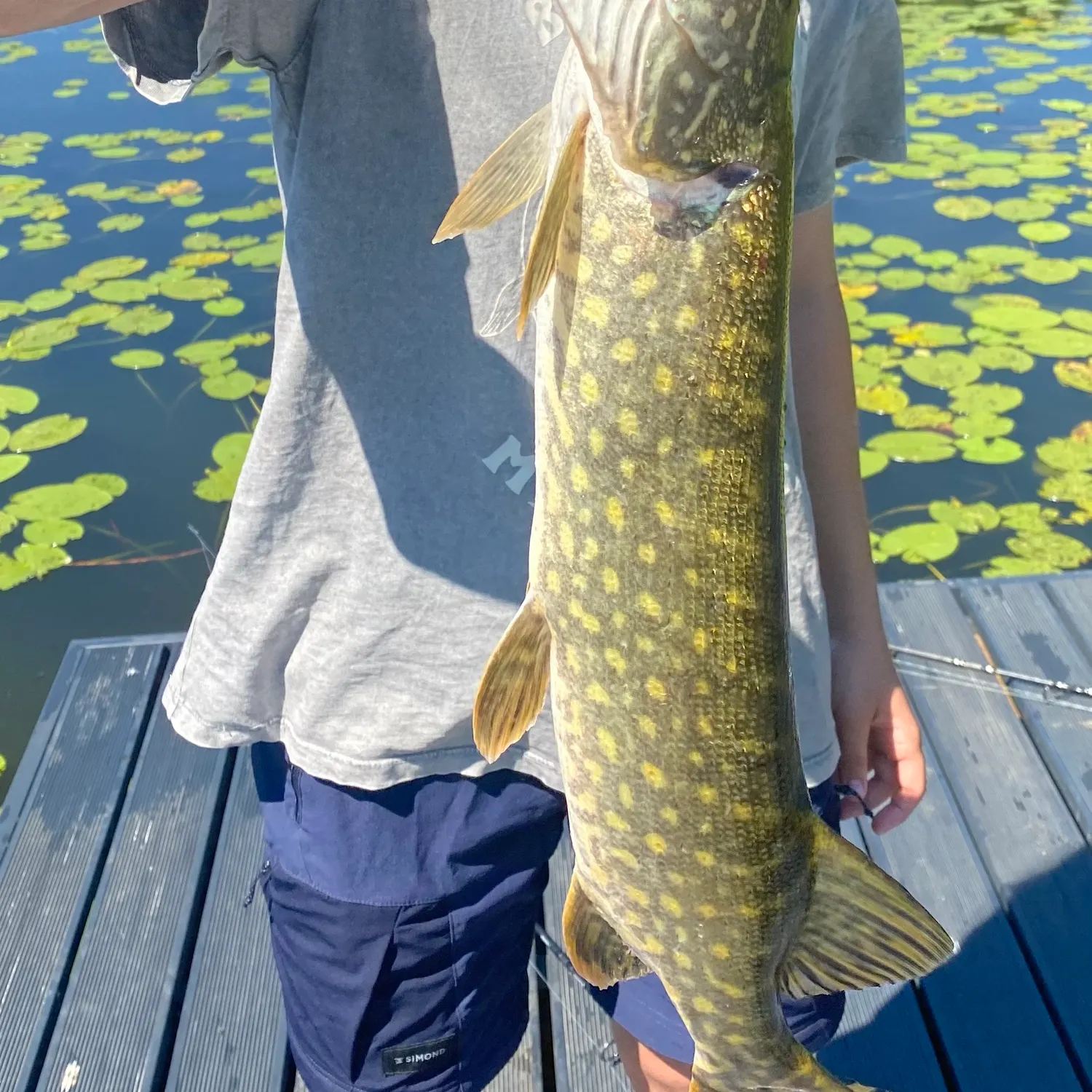 Northern pike caught on Fishbrain