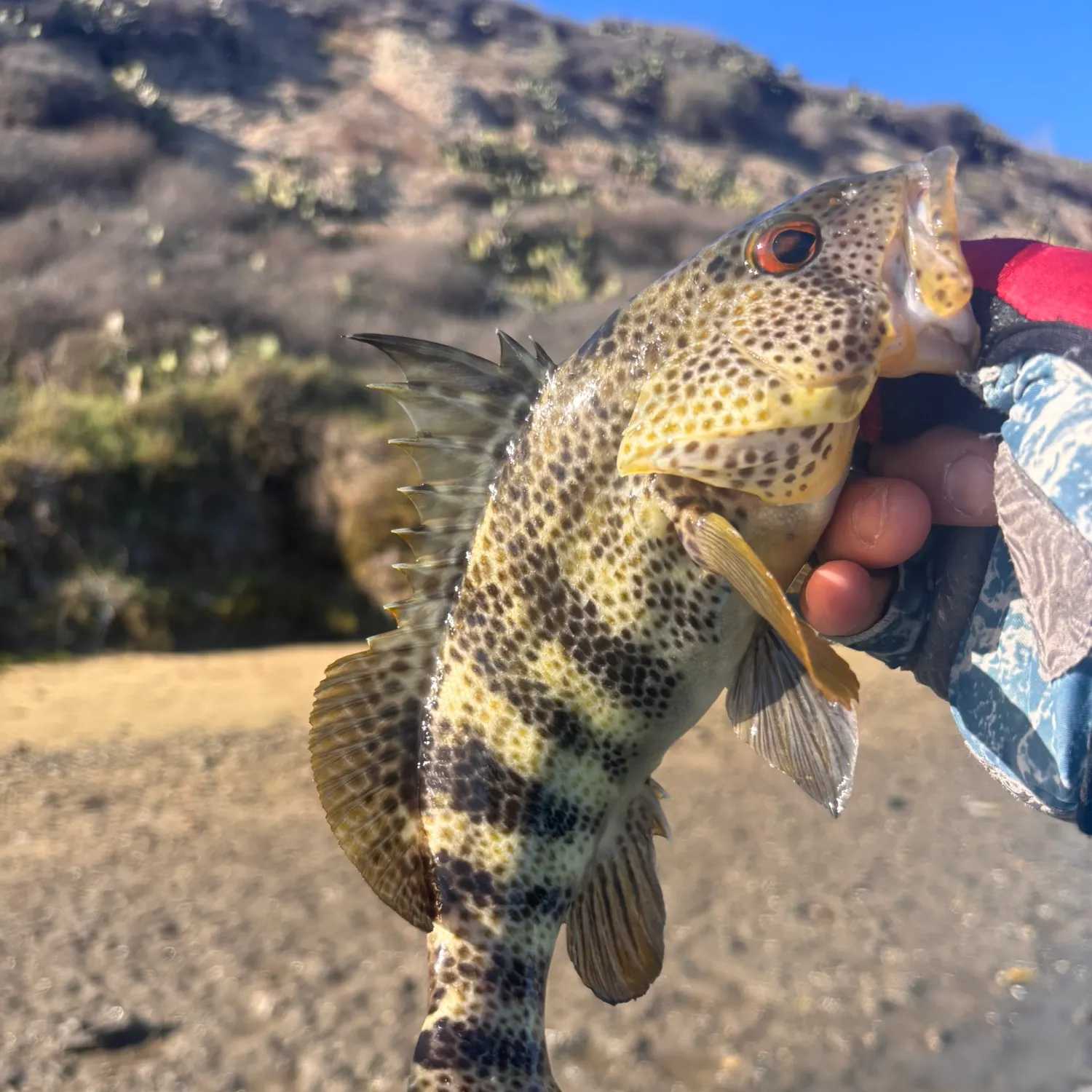 Spotted sand bass caught on Fishbrain