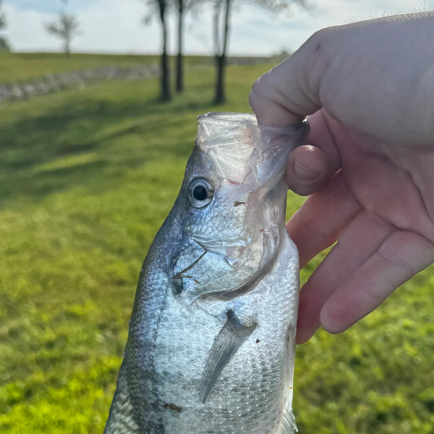White crappie caught on Fishbrain