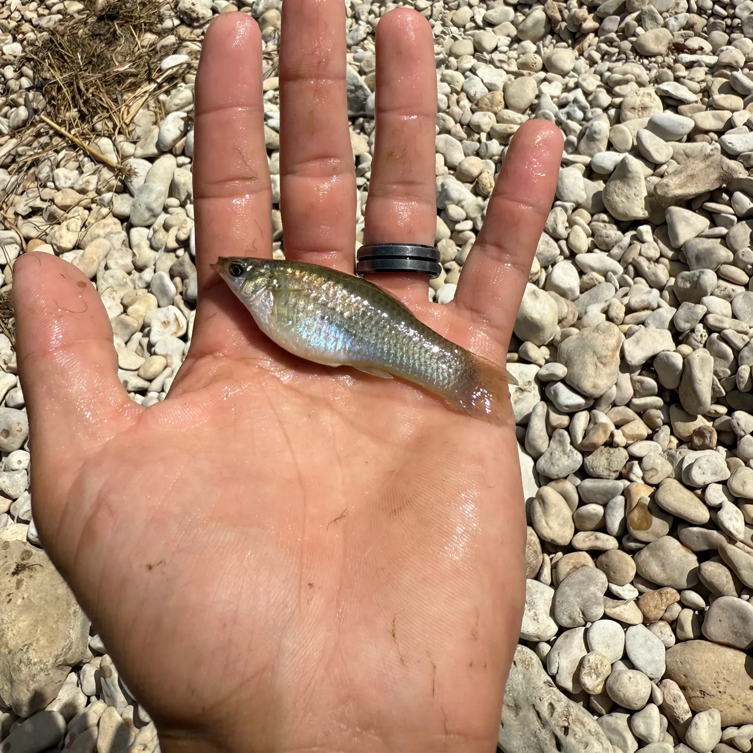 The most recent Shortfin molly catches on Fishbrain