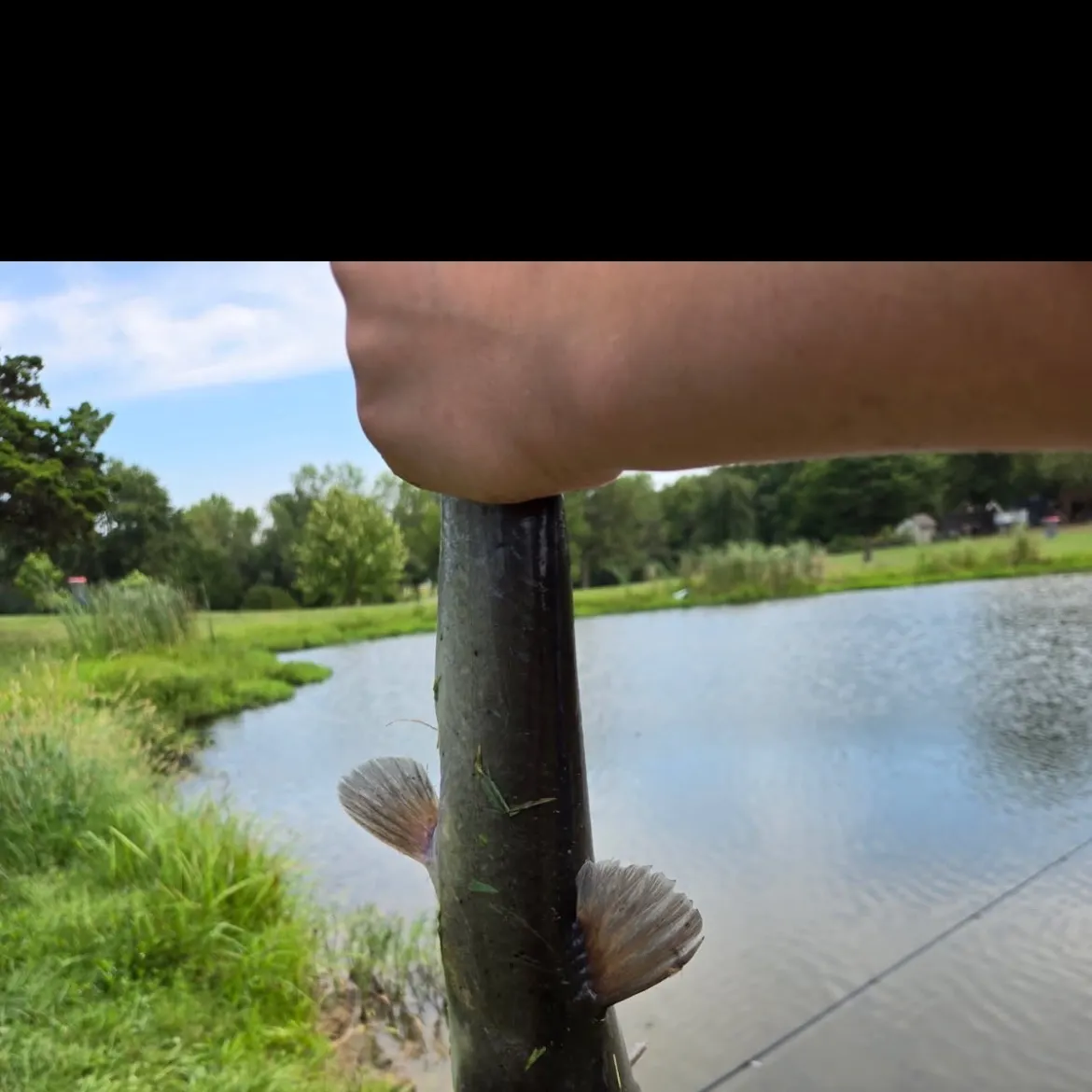 Channel catfish caught on Fishbrain