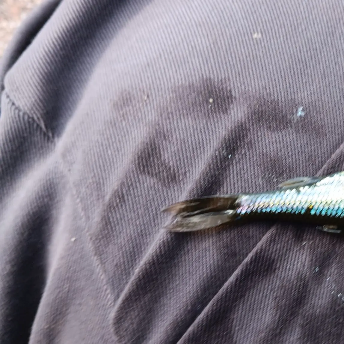 Common shiner caught on Fishbrain