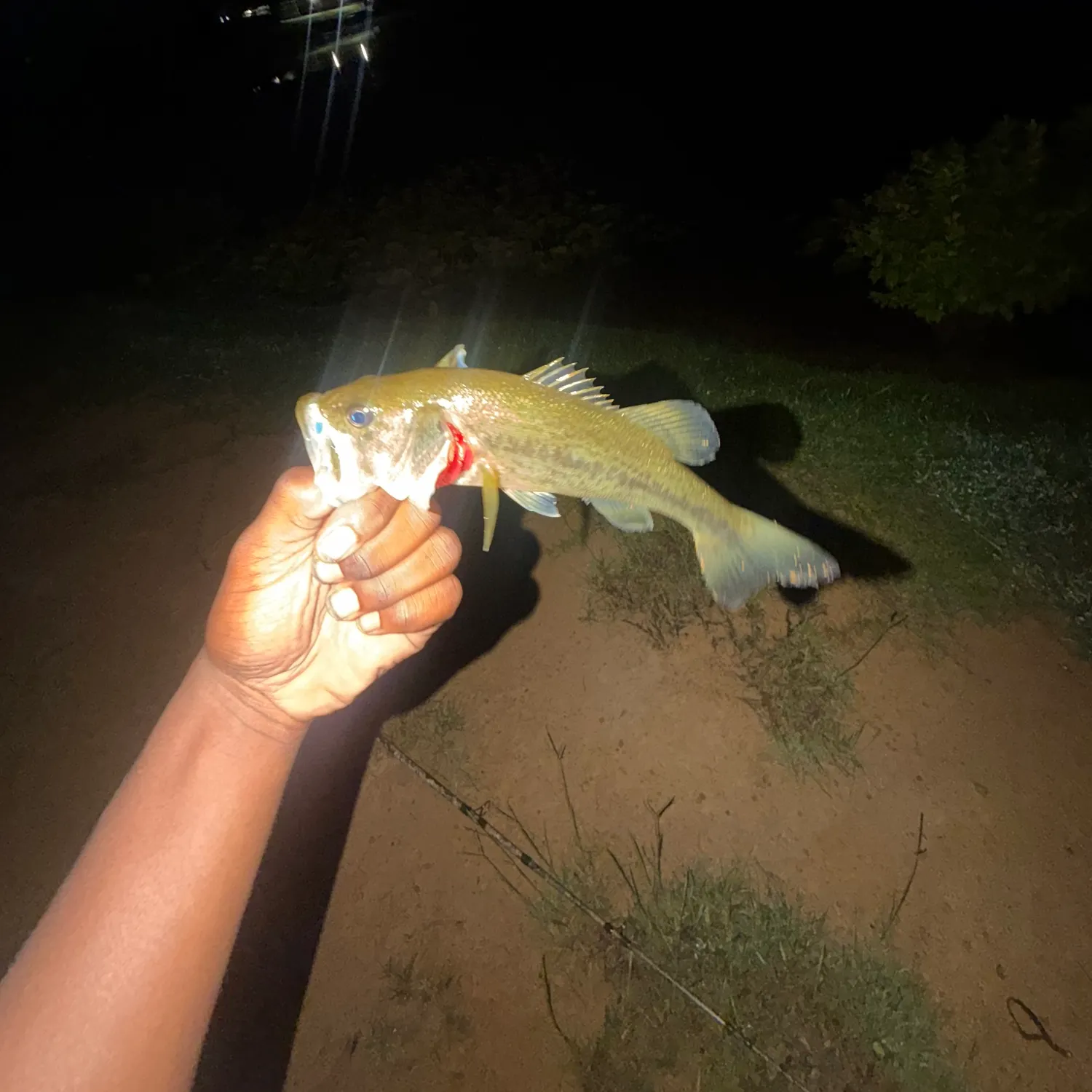 The most recent Alabama bass catches on Fishbrain