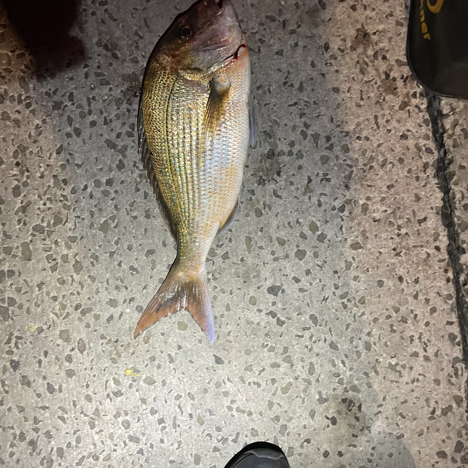 Australasian snapper caught on Fishbrain