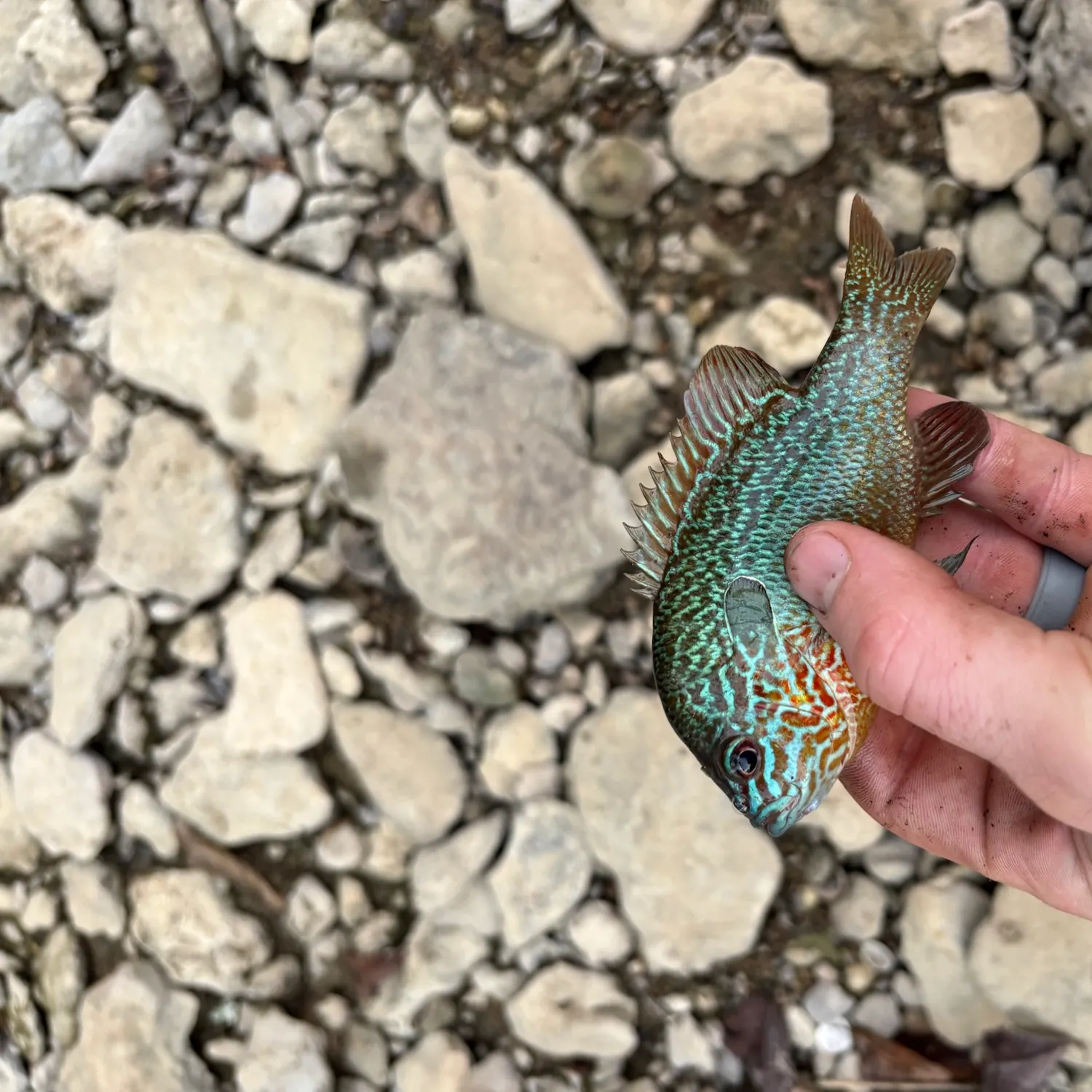 Longear sunfish caught on Fishbrain