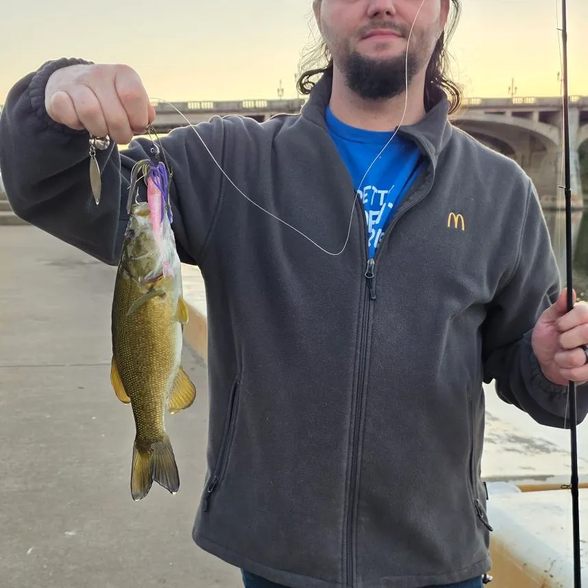 Smallmouth bass caught on Fishbrain