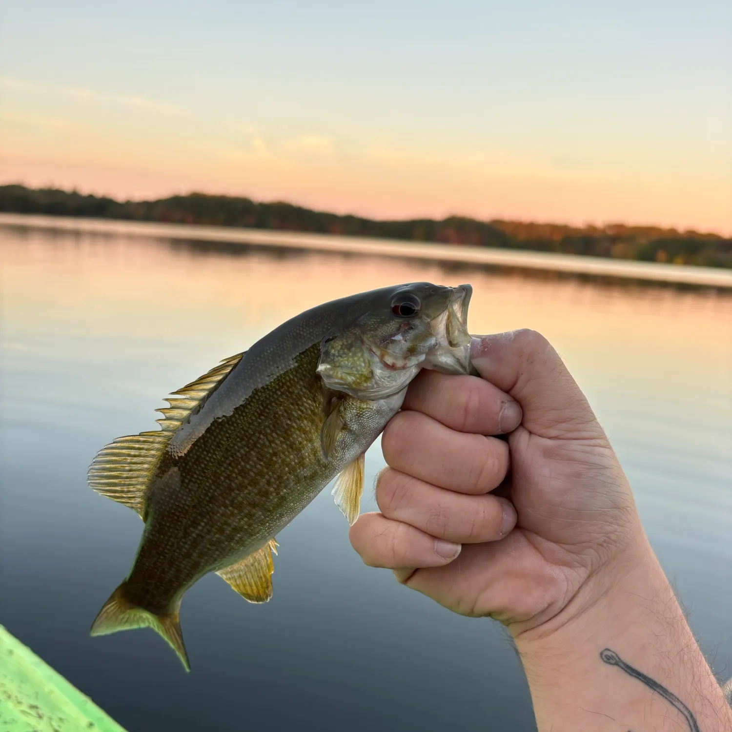 Smallmouth bass caught on Fishbrain