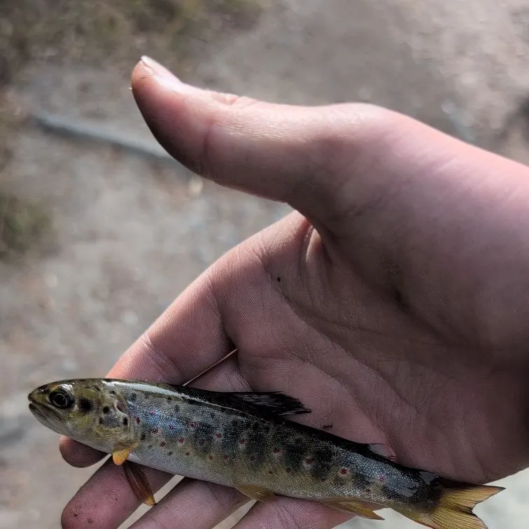 Brown trout caught on Fishbrain