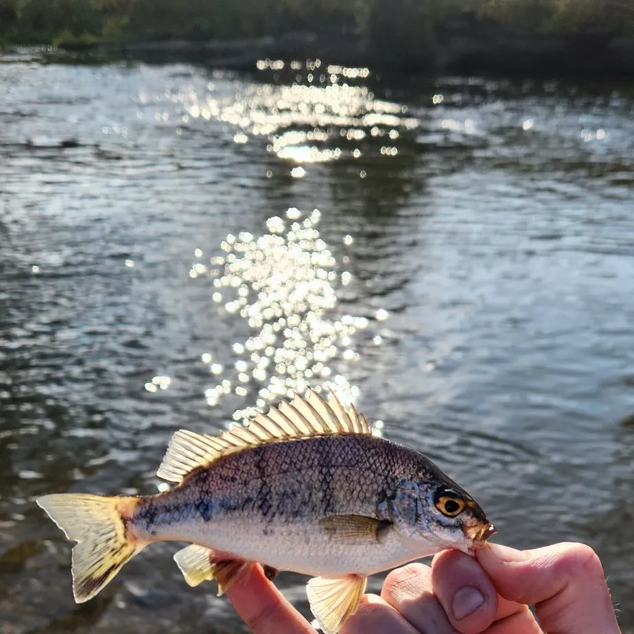 The most recent Barred grunt catches on Fishbrain