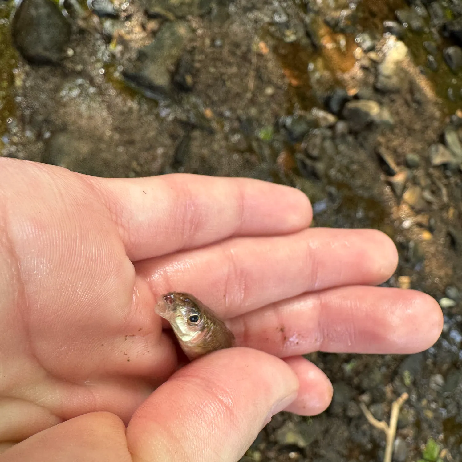 The most recent Silverjaw minnow catches on Fishbrain