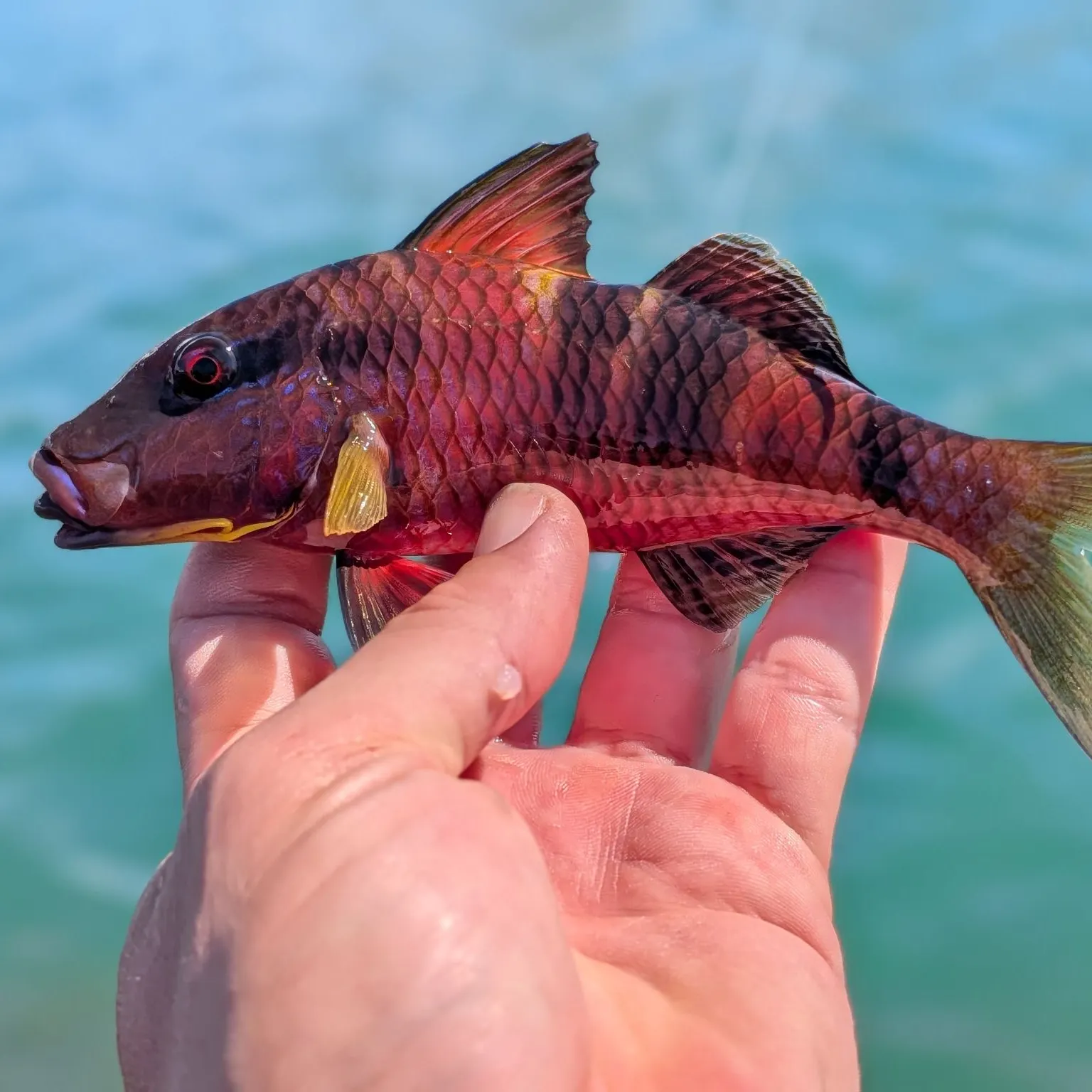 The most recent Manybar goatfish catches on Fishbrain