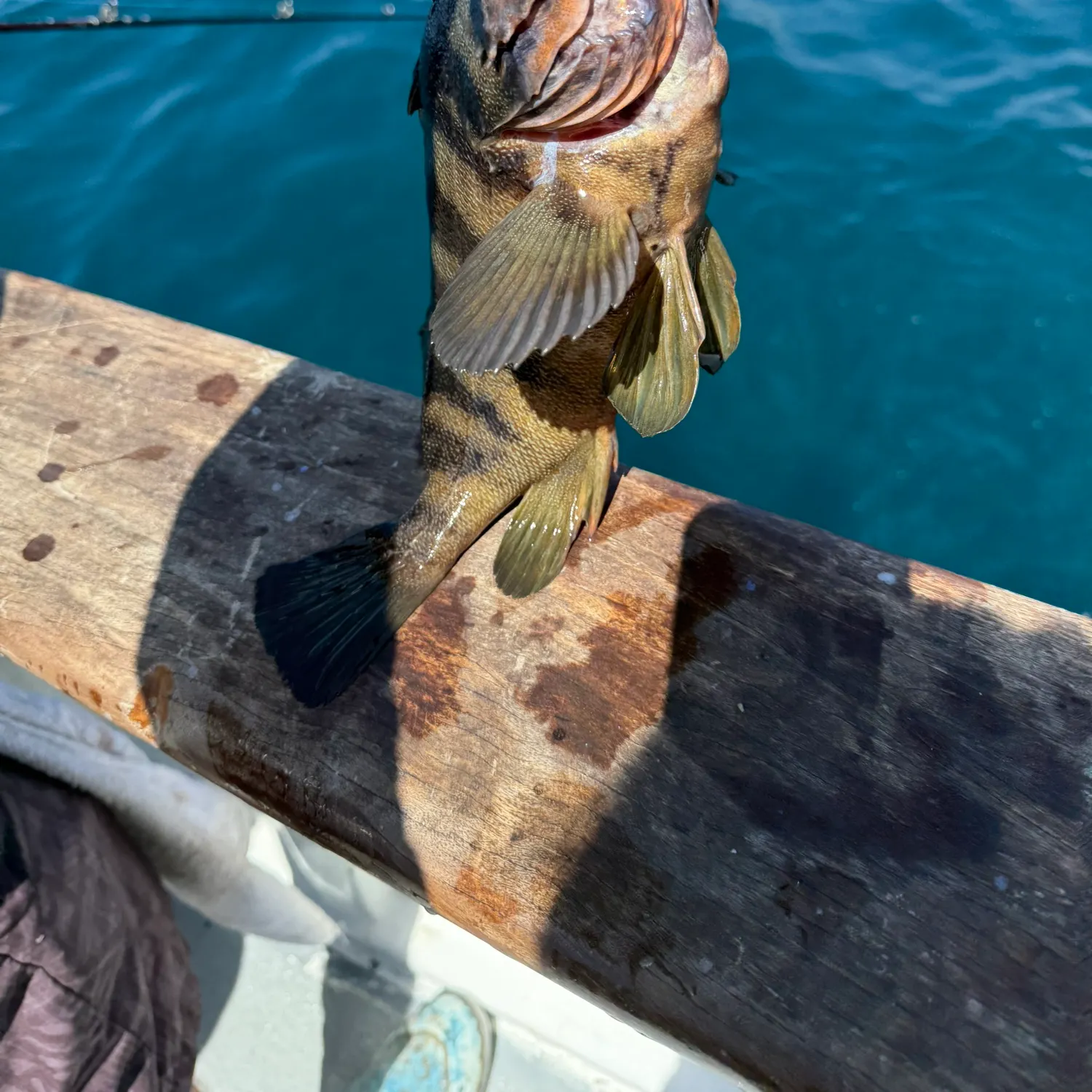 The most recent Treefish catches on Fishbrain