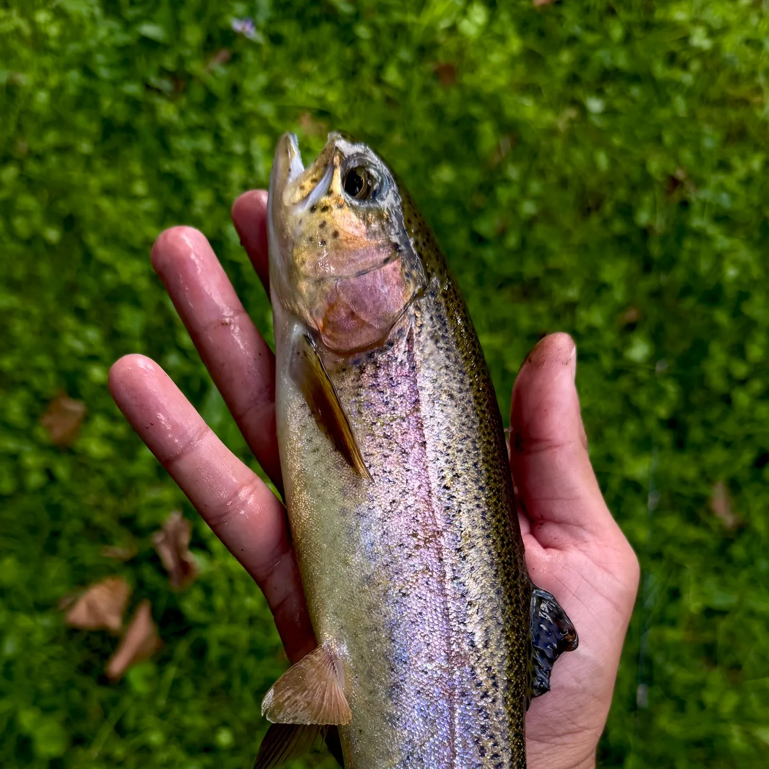 Rainbow trout caught on Fishbrain