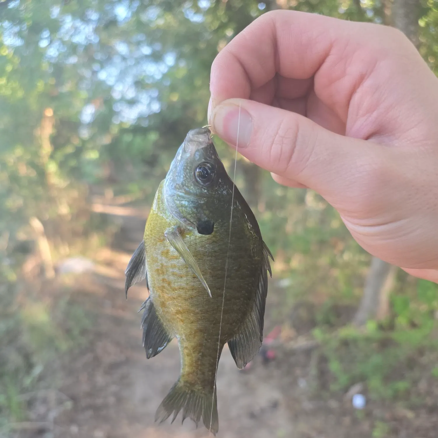 Bluegill caught on Fishbrain