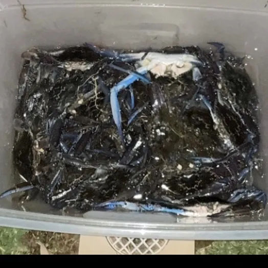 The most recent Blue swimmer crab catches on Fishbrain