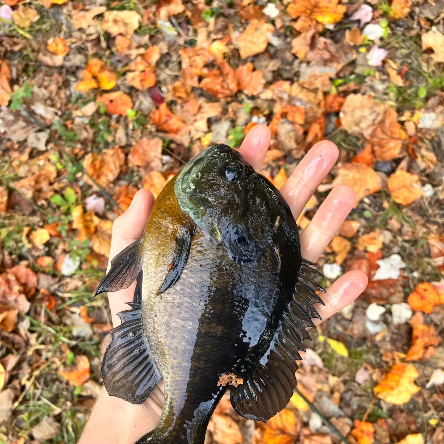 Bluegill caught on Fishbrain