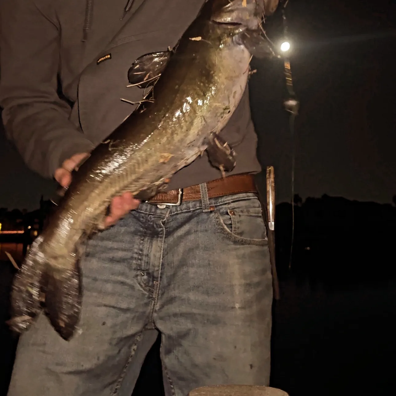 Channel catfish caught on Fishbrain