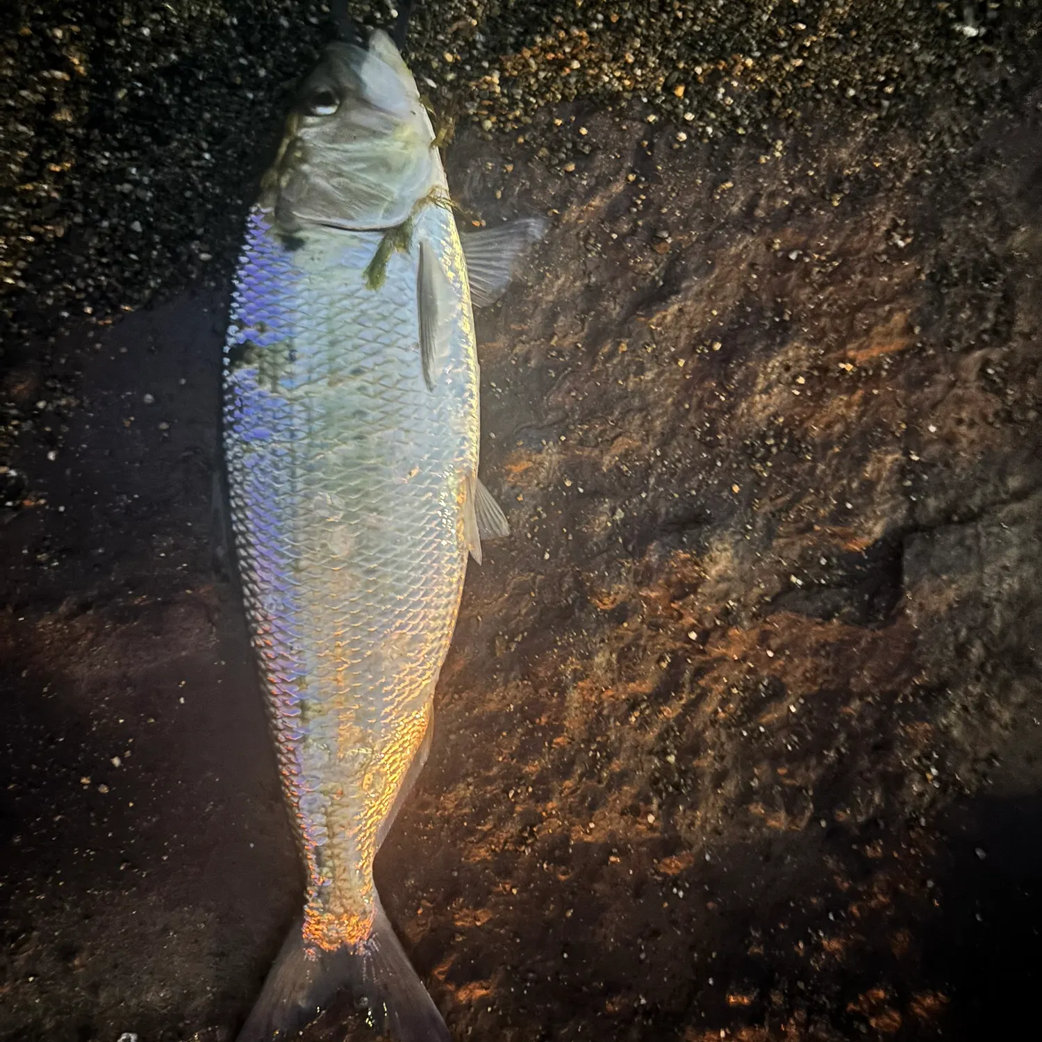 American shad caught on Fishbrain