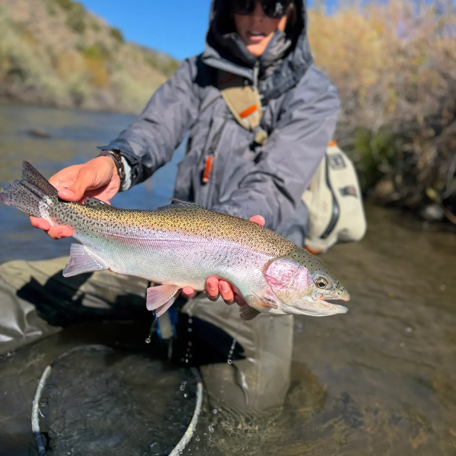 Rainbow trout caught on Fishbrain