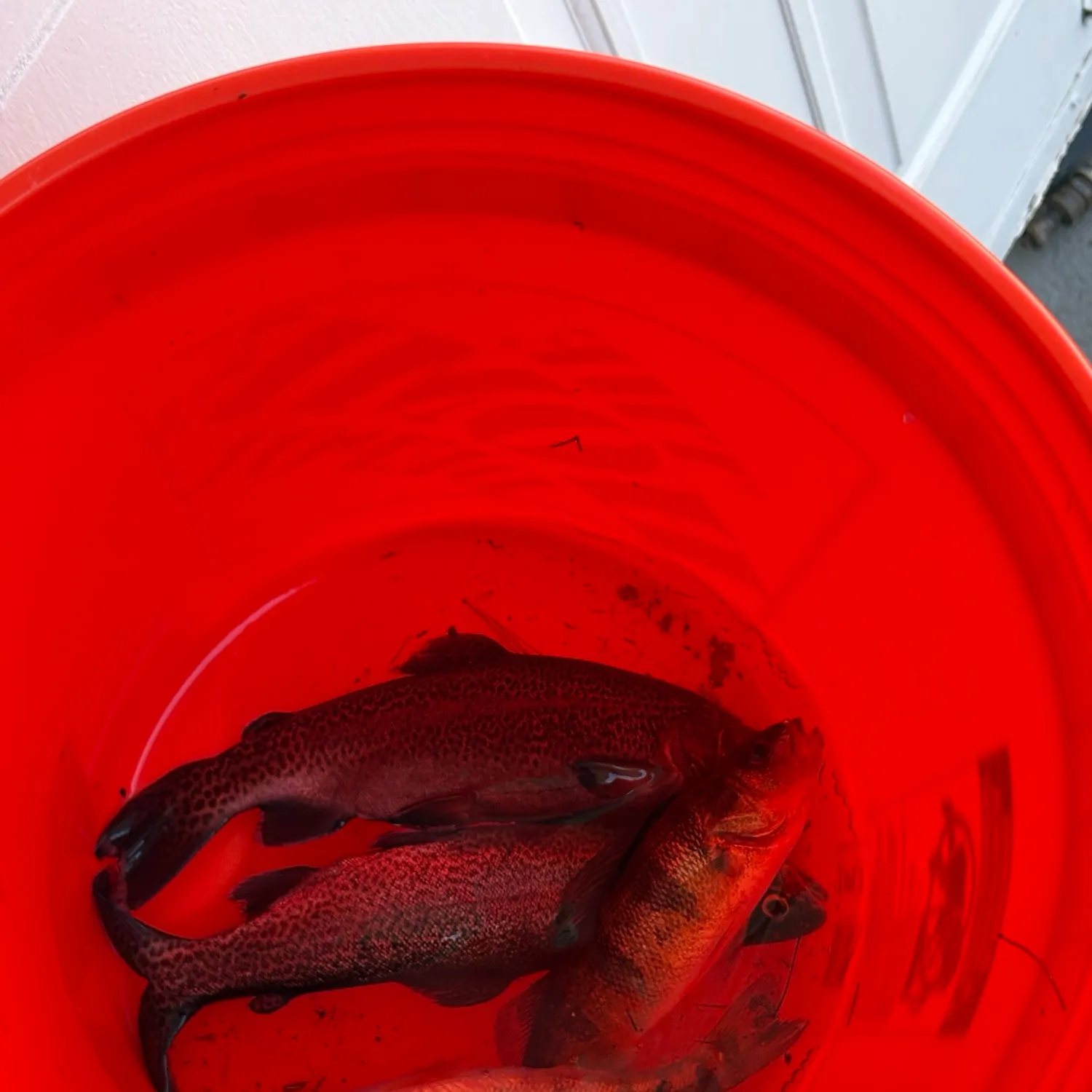 Yellow perch caught on Fishbrain