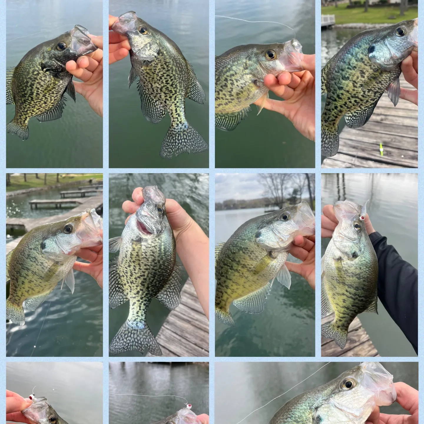 recently logged catches
