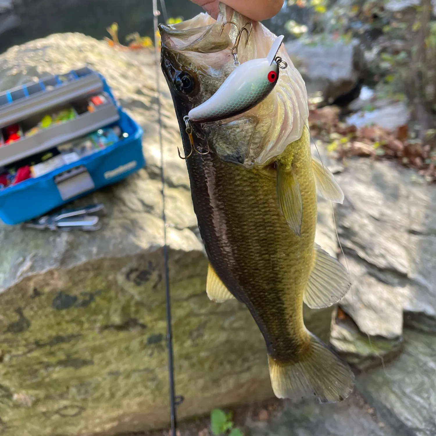 Largemouth bass caught on Fishbrain