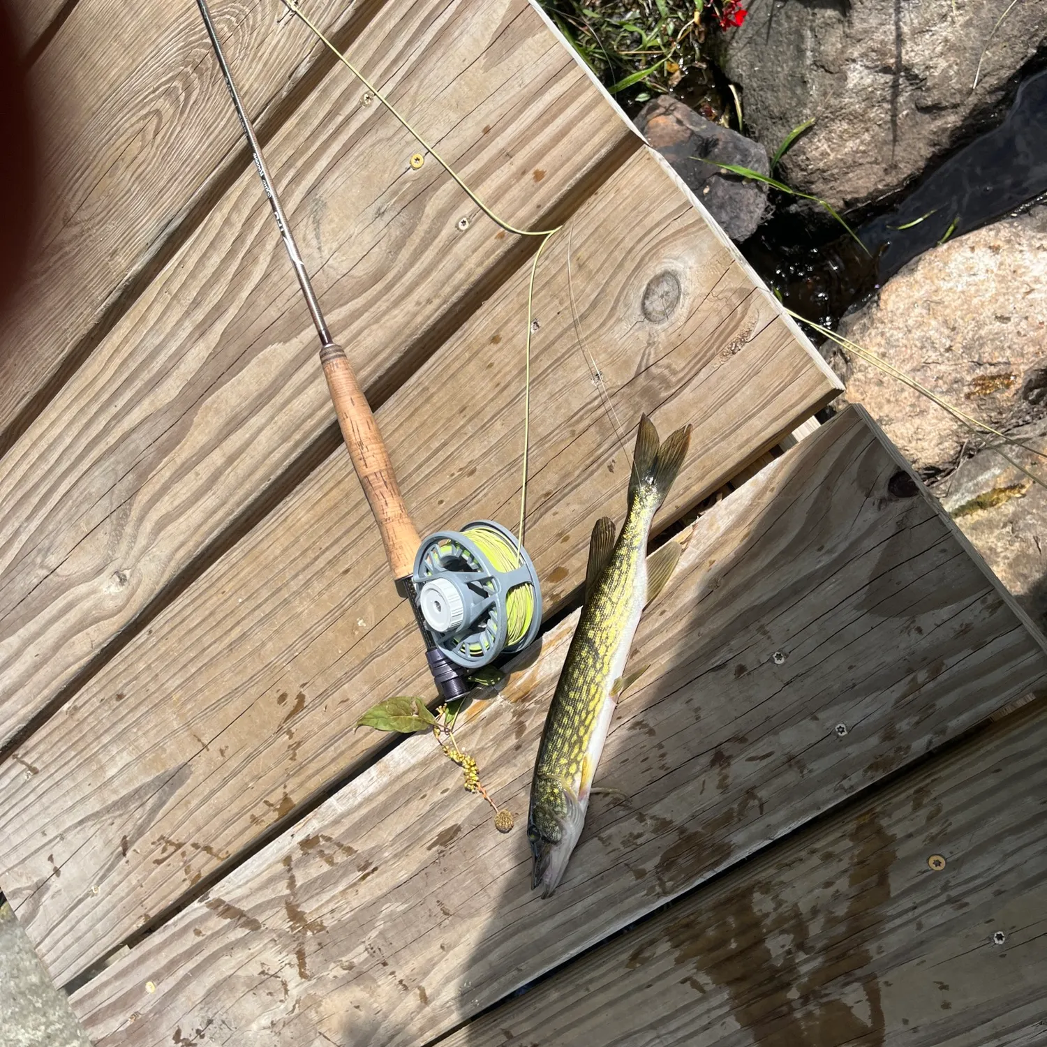 Fish caught on Fishbrain