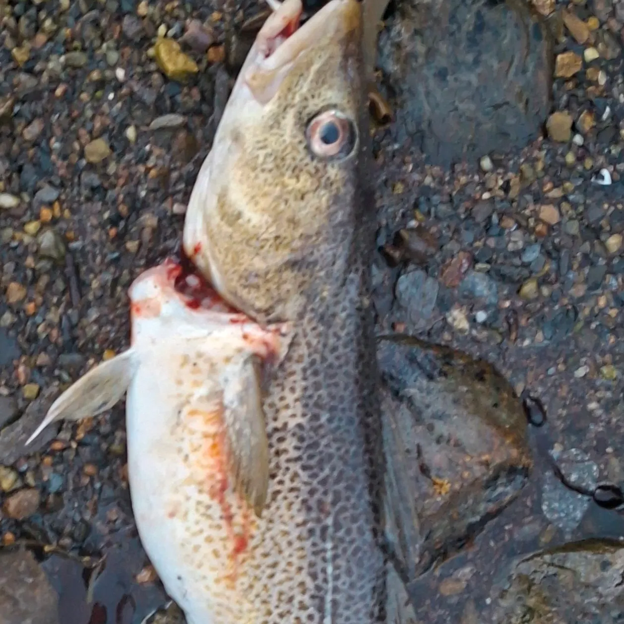 Atlantic cod caught on Fishbrain