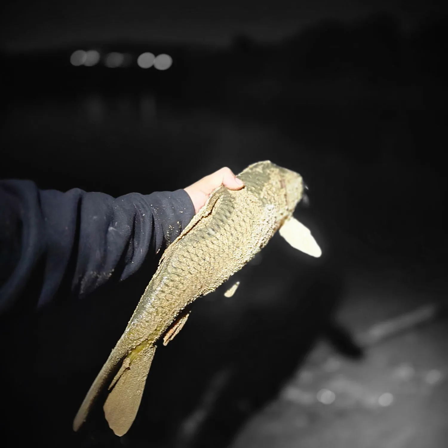 Common carp caught on Fishbrain
