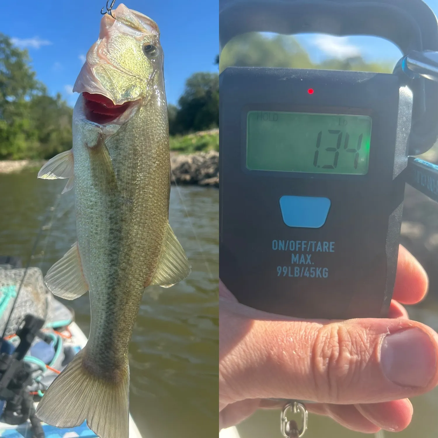 Largemouth bass caught on Fishbrain