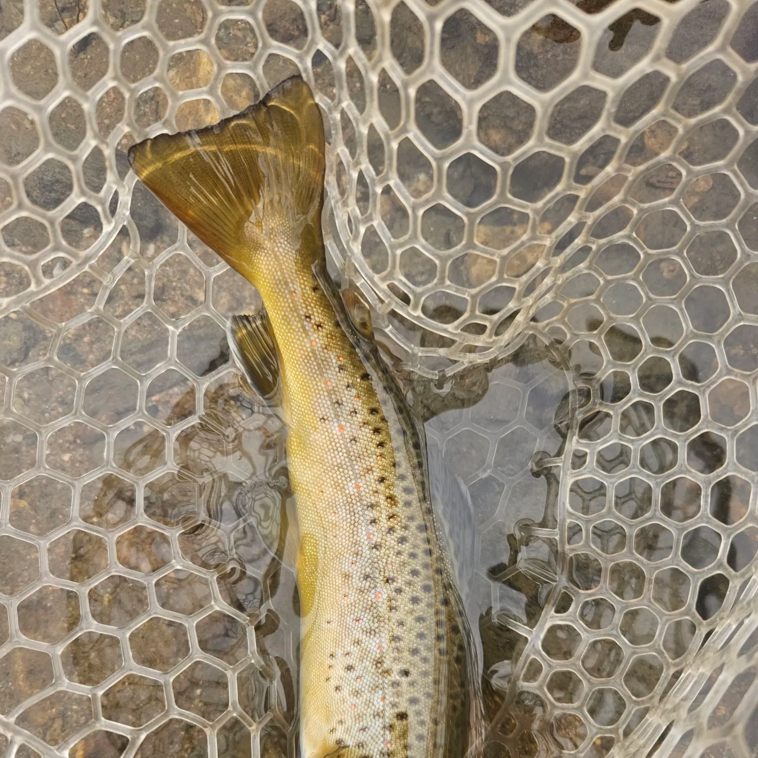 Brown trout caught on Fishbrain
