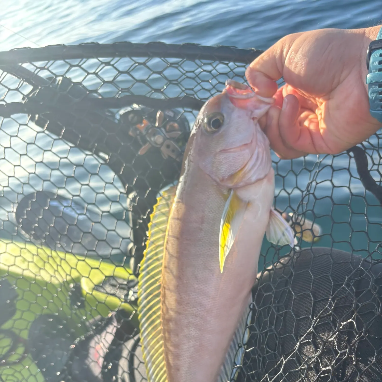 The most recent Ocean whitefish catches on Fishbrain